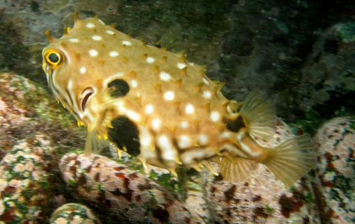 Chilomycterus spinosus_02.jpg